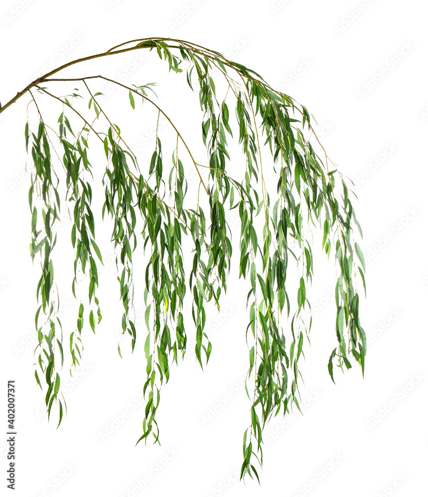 Beautiful willow tree branches with green leaves on white background - obrazy, fototapety, plakaty 