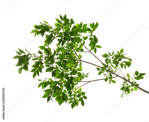 Beautiful tree branches with green leaves on white background