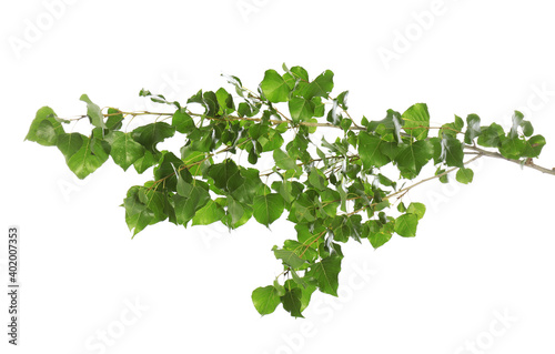 Beautiful tree branch with green leaves on white background