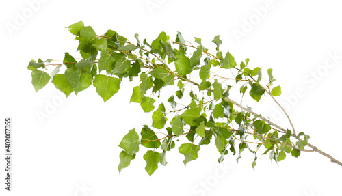 Beautiful tree branch with green leaves on white background