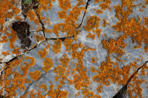 stones with orange moss. Rock texture