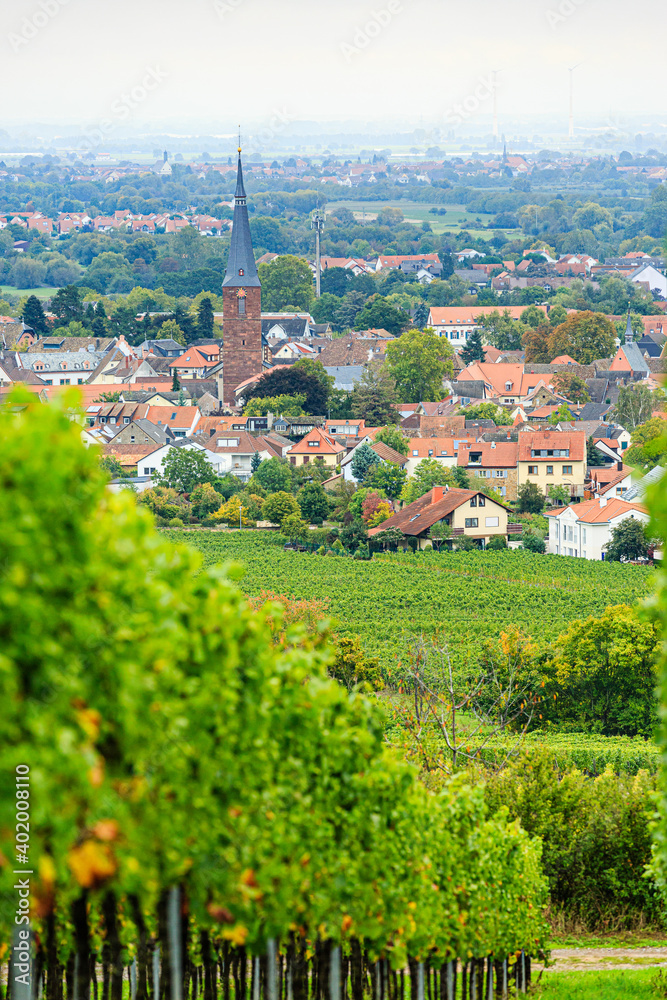 Weinberge, Deidesheim (Pfalz), Deutschland