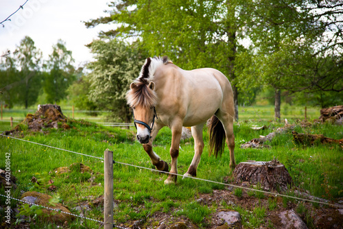 Horse horses trotting walkign running in the farm green forest during sunset sky with clouds swedish country side photo