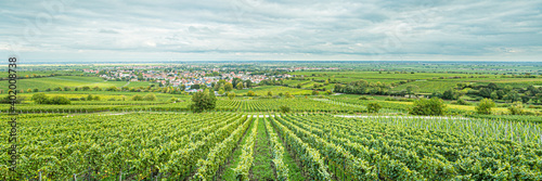Weinberge, Deidesheim (Pfalz), Deutschland photo