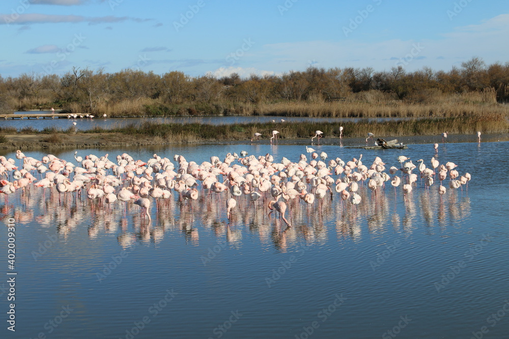 Obraz premium Camargue