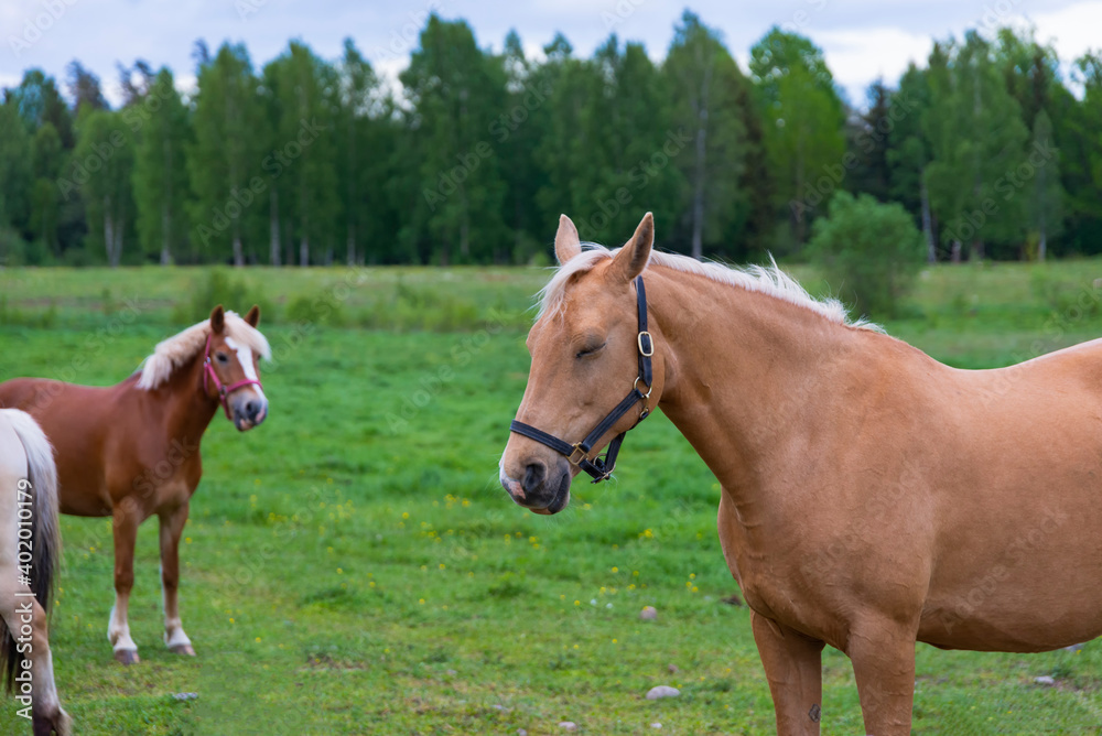 Horse portrait, grazing in lush green summer pasture in the forest during sunset with other horses on background Horse portrait, grazing in lush green summer pasture in the forest during sunset with other horses on background