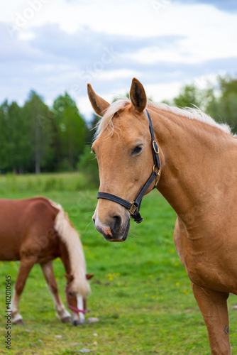 Horse portrait, grazing in lush green summer pasture in the forest during sunset with other horses on background