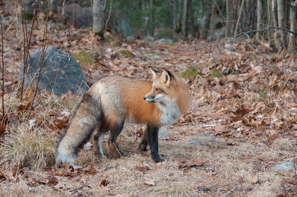Fototapeta premium Red Fox stock photos. Red fox close-up profile side view in the forest during the autumn season displaying full body and bushy tail and enjoying its environment and habitat. Fox Image. Picture. 
