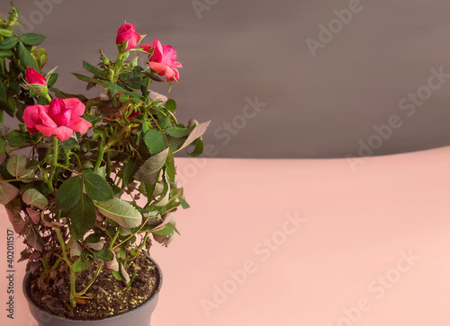 Fototapeta Naklejka Na Ścianę i Meble -  On the left side on the pink background stands a pot with miniature roses