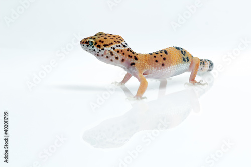 leopard gecko on white background