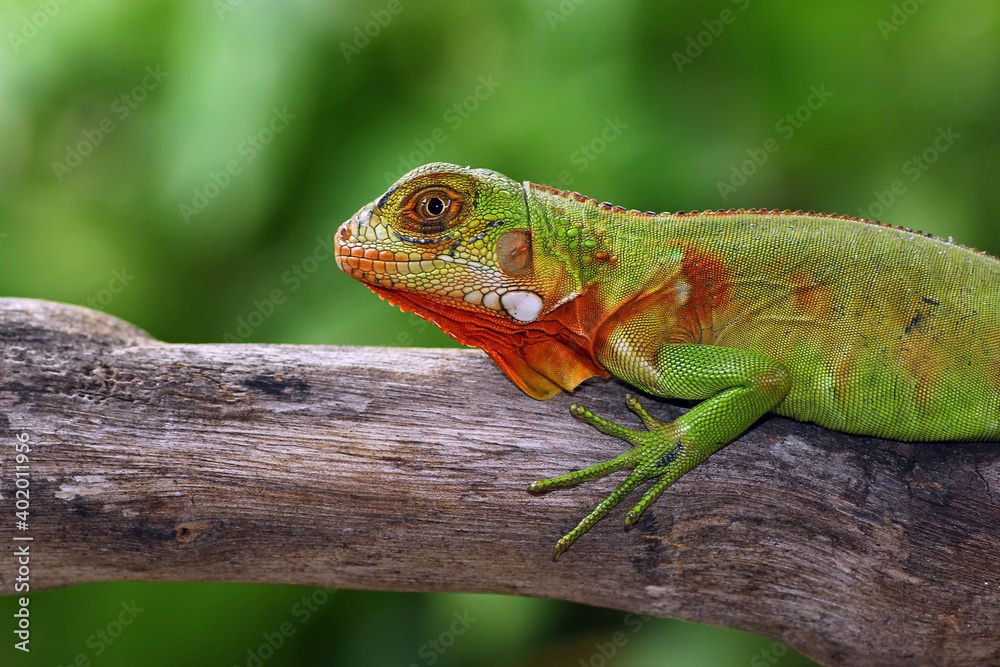 baby red iguana on a branch baby red iguana on a branch