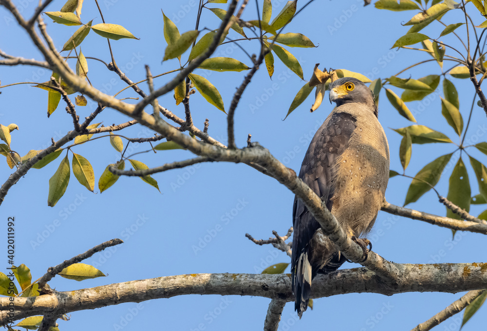 Portrait of Crested Serpent Eagle (Spilornis cheela) perched on tree branch and looking for prey with the yellow eye. Portrait of Crested Serpent Eagle (Spilornis cheela) perched on tree branch and looking for prey with the yellow eye.