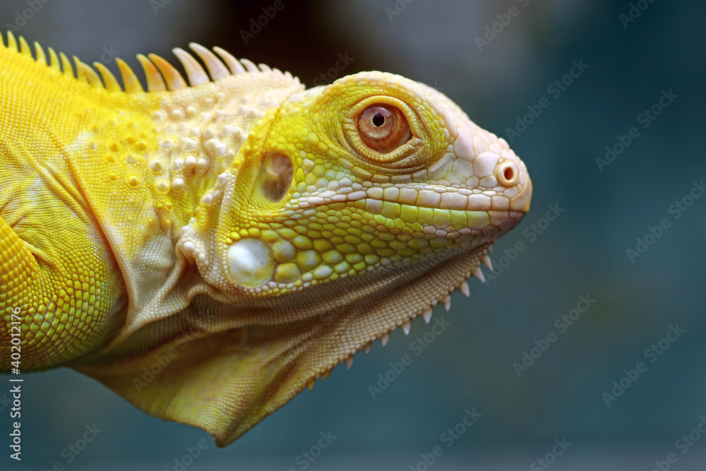 Fototapeta premium close up of a albino iguana