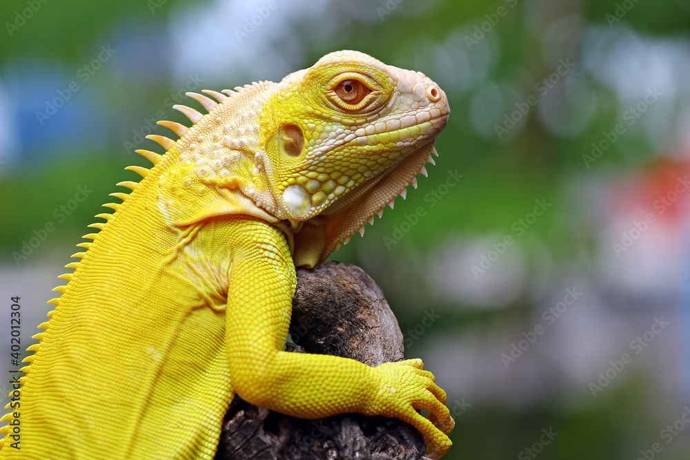 Fototapeta premium close up of a albino iguana