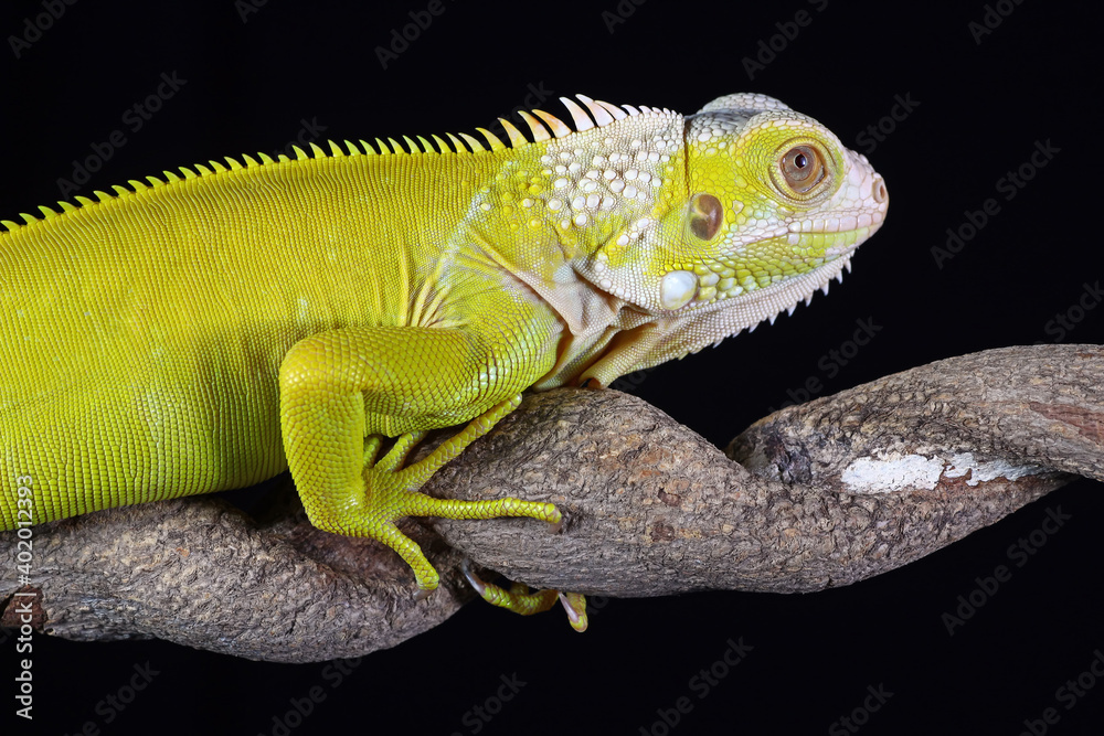 Obraz premium albino iguana on a black background