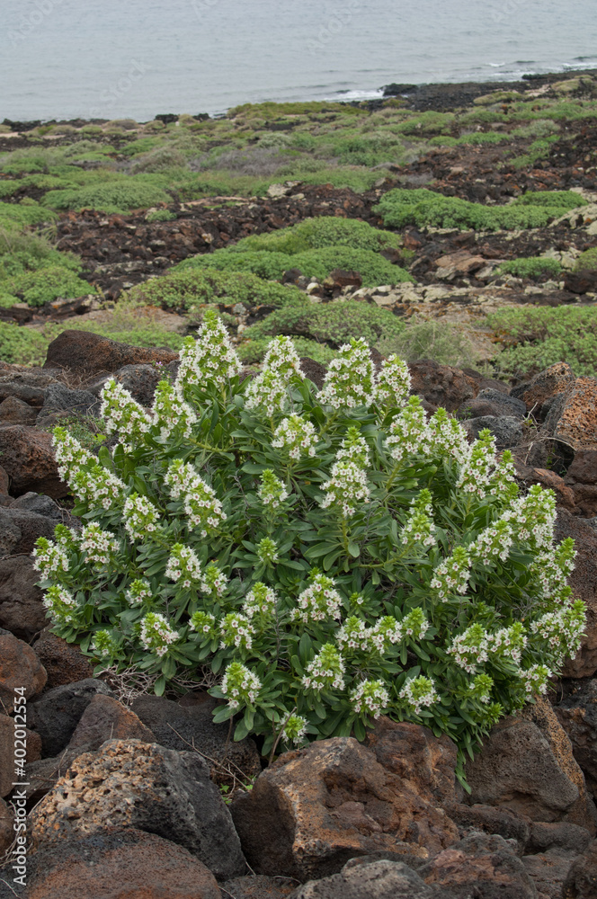 Shrub Echium decaisnei purpuriense. La Corona Natural Monument. Lanzarote. Canary Islands. Spain.
