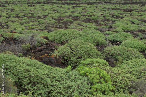 Shrubland of Euphorbia balsamifera. Malpais de La Corona. La Corona Natural Monument. Lanzarote. Canary Islands. Spain. photo