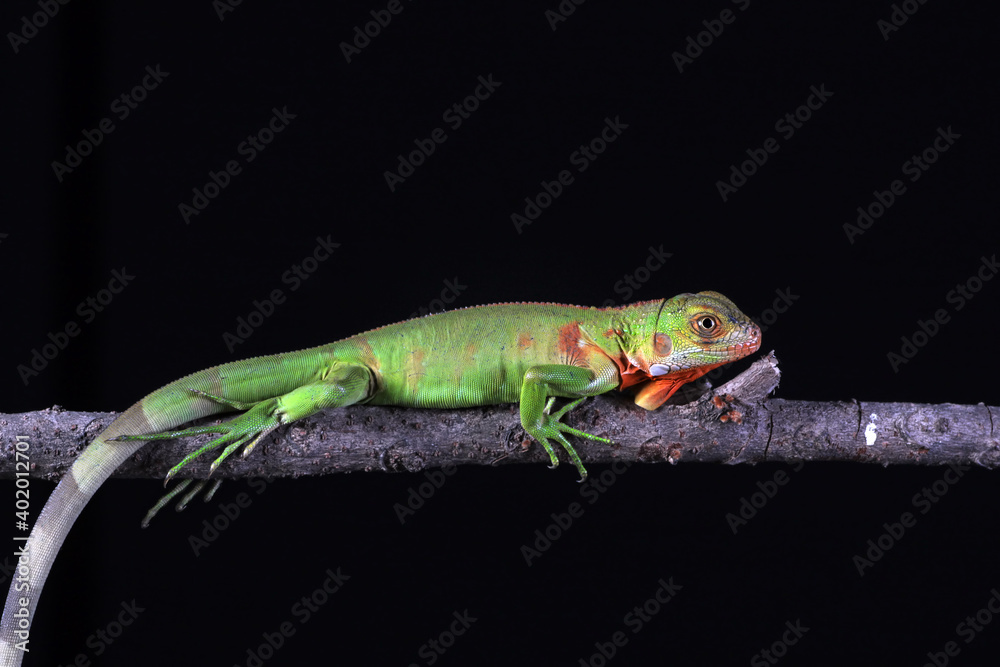 Fototapeta premium baby red iguana on black background