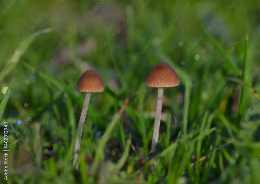 Petits champignons à tête brûne