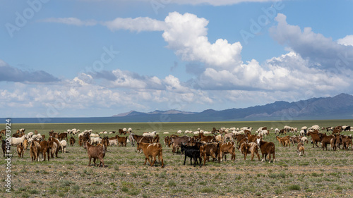 Mongolia Steppes wit Goats
