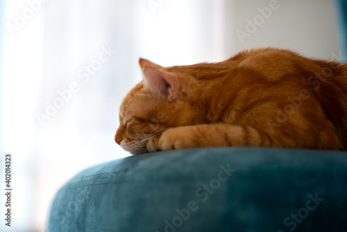 Beautiful young red tabby cat lying on blue chair at home