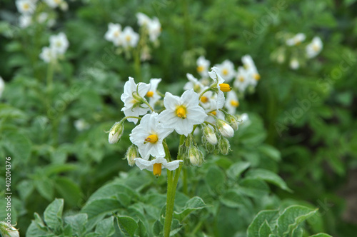 In the field bloom potatoes