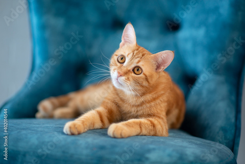 Beautiful young red tabby cat lying on blue chair at home