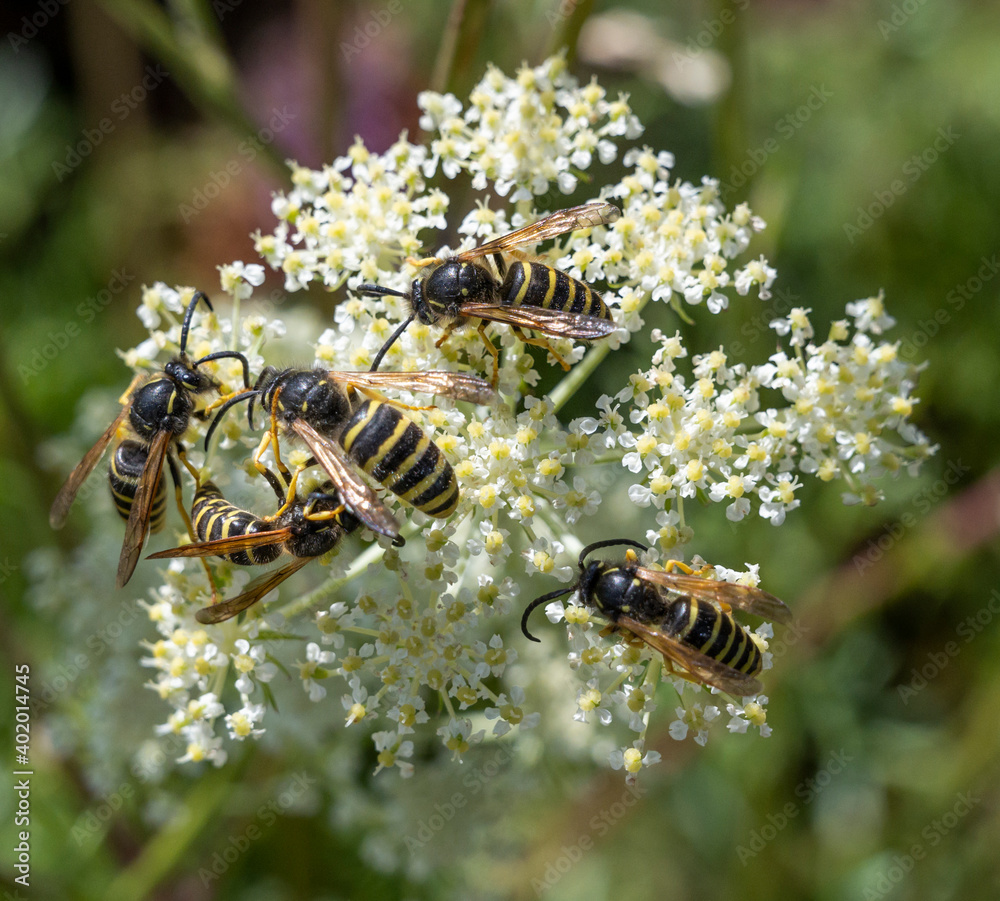 Several Wasps on Flower