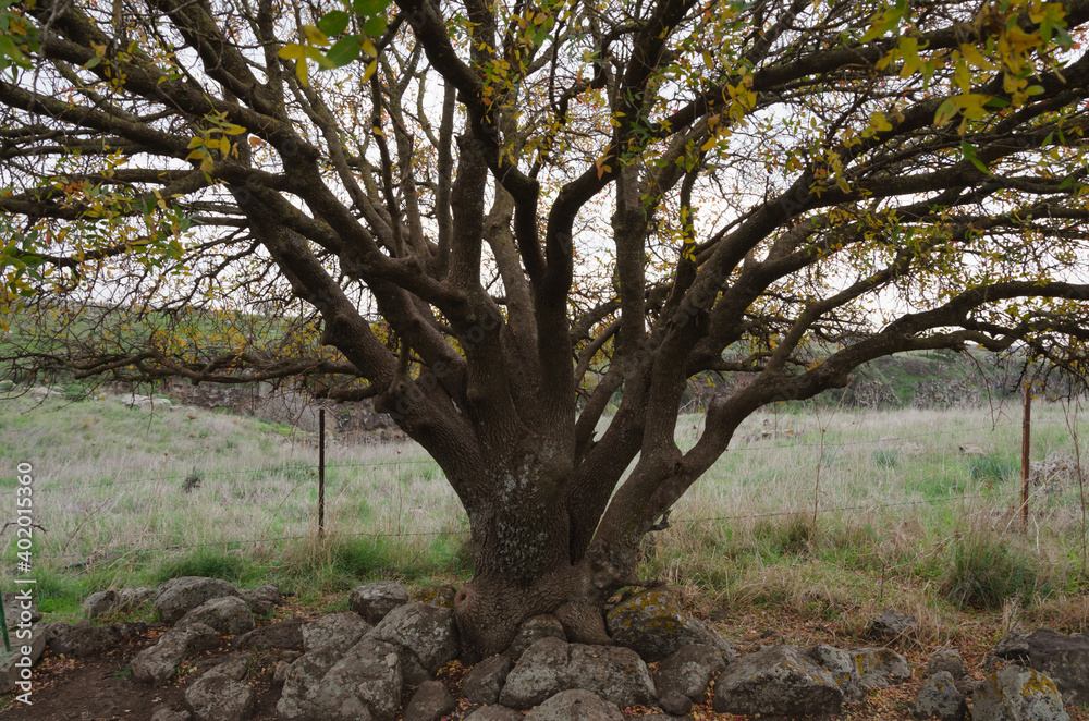 a lone tree on a green stony land a lone tree on a green stony land