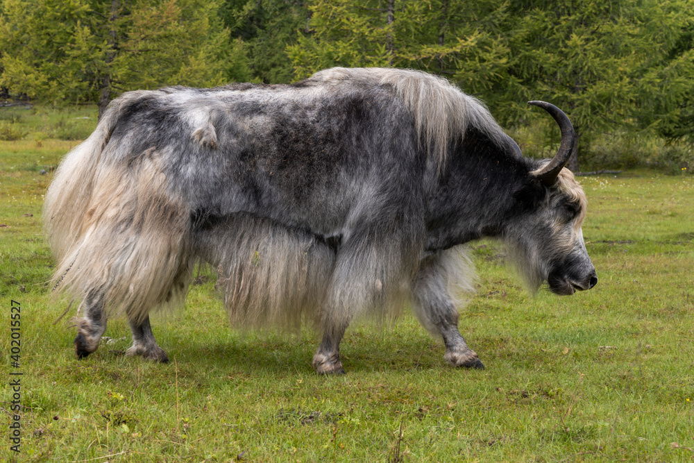 Walking Yak Hair Woodland Mongolia Walking Yak Hair Woodland Mongolia