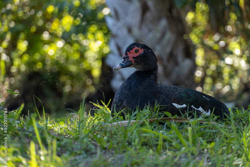 Full body image of a Muscovy Duck Resting in front of Palm tree in Stuart Florida Full body image of a Muscovy Duck Resting in front of Palm tree in Stuart Florida