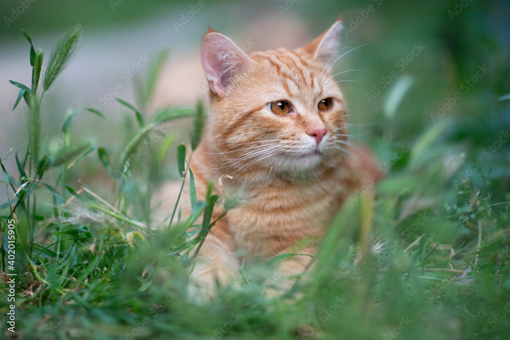 Beautiful young red tabby cat lying in the grass, summer nature outdoor