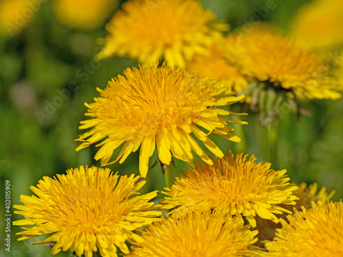Blühender Löwenzahn, Taraxacum, im Frühling