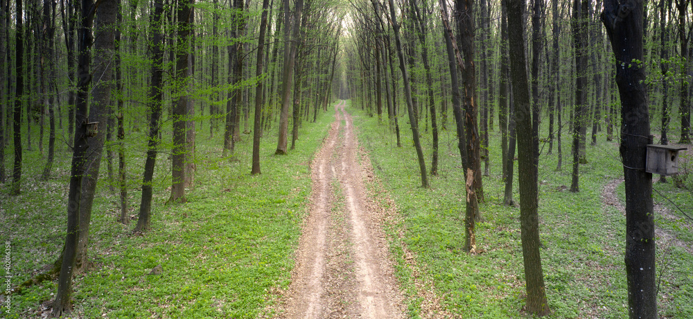 Obraz premium Dirt road in the spring forest. Top view.