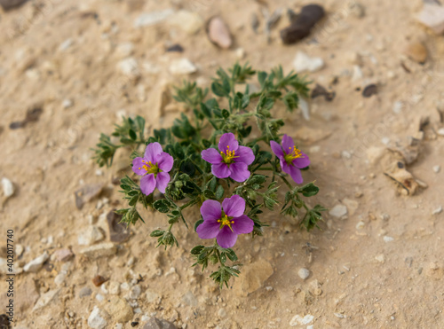 Fagonia cretica is a species of plant in the Zygophyllaceae with purple flowers. Plant has sweet, bitter, sharp and sour taste according to different stages of growth and parts.  photo