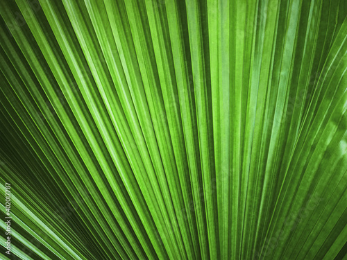 Full Frame Background of Green Palm Leaf Texture