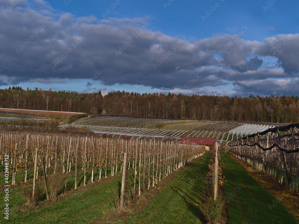 Landscape of agricultural apple tree orchards with parallel growing trees and forest in background on sunny day in winter season near Hagnau am Bodensee, Germany, a popular fruit growing area.