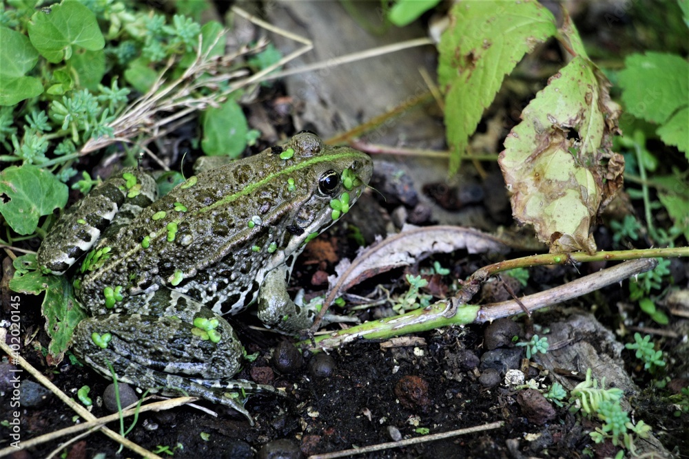 Grenouille camouflage Grenouille camouflage