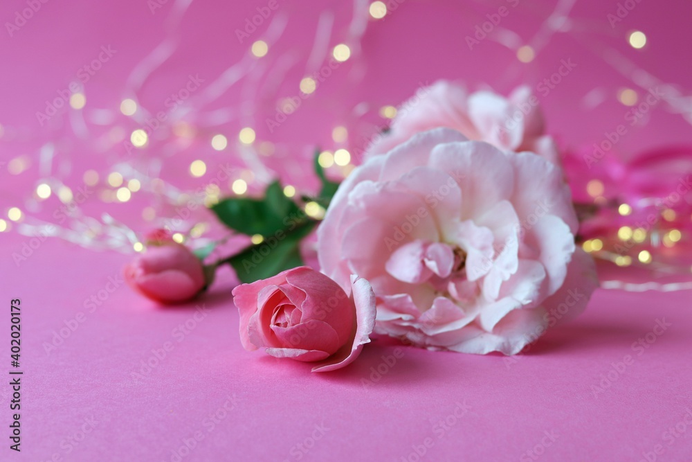 Fresh roses on pink background with illumination, romantic greeting concept for Valentine's Day, Happy Birthday card, Mother's Day, wedding invitation Fresh roses on pink background with illumination, romantic greeting concept for Valentine's Day, Happy Birthday card, Mother's Day, wedding invitation