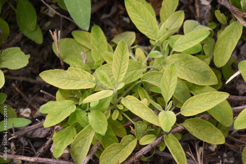 young sage plant leaves in detail young sage plant leaves in detail