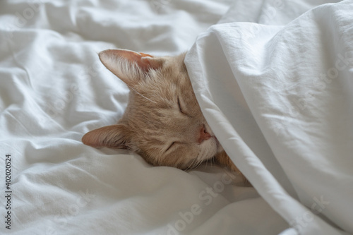 Orange Tabby Cat tucked into bed with head and ears peaking out from comforter