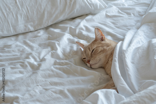 Orange Tabby Cat Tucked into bed with head and ears peaking out from comforter