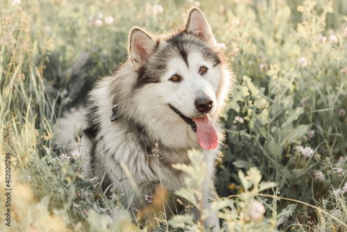 Alaskan malamute sitting sideways in grass