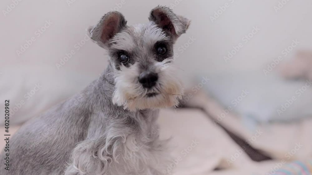 Perro schnauzer miniatura en casa mirando a la cámara mientras lo graban. Concepto de mascota en casa