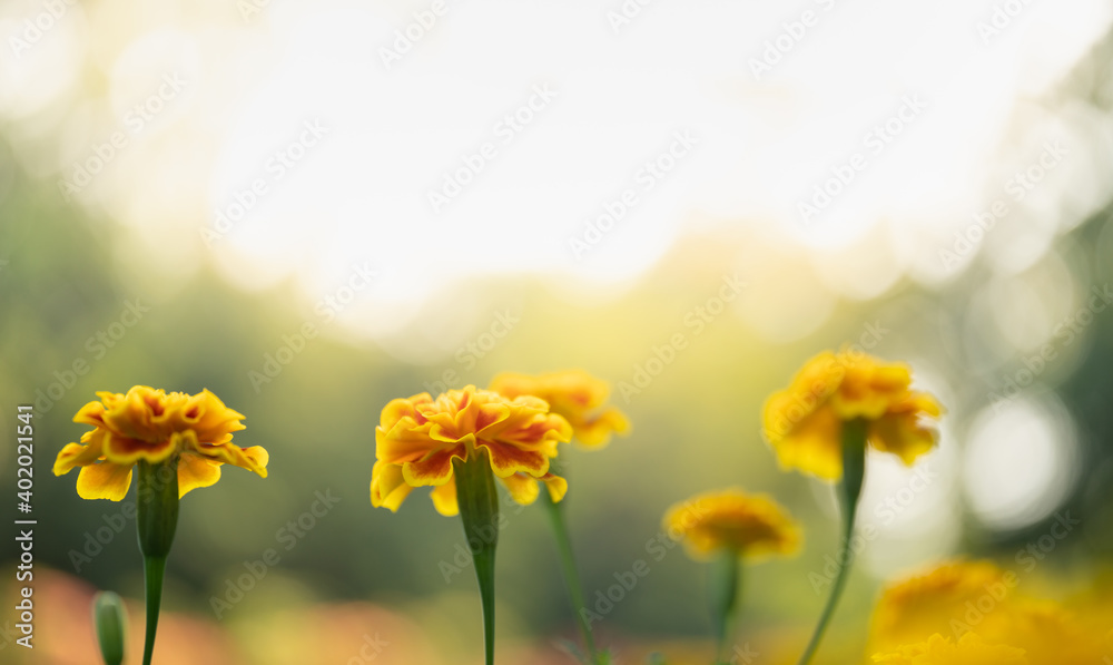 Closeup of nature yellow and orange flower on blurred background under sunlight with bokeh and copy space using as background natural plants landscape, ecology wallpaper page concept.
