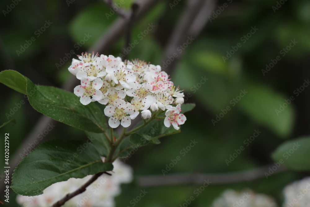 white flowers of a chokeberry white flowers of a chokeberry