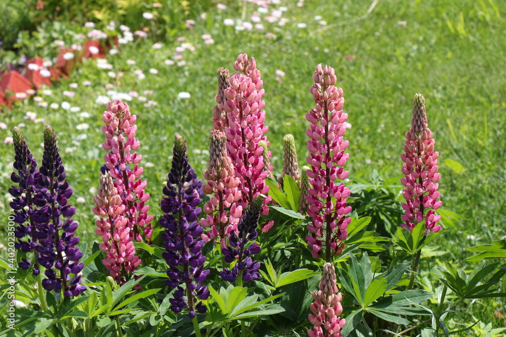 lupine flowers in the garden lupine flowers in the garden