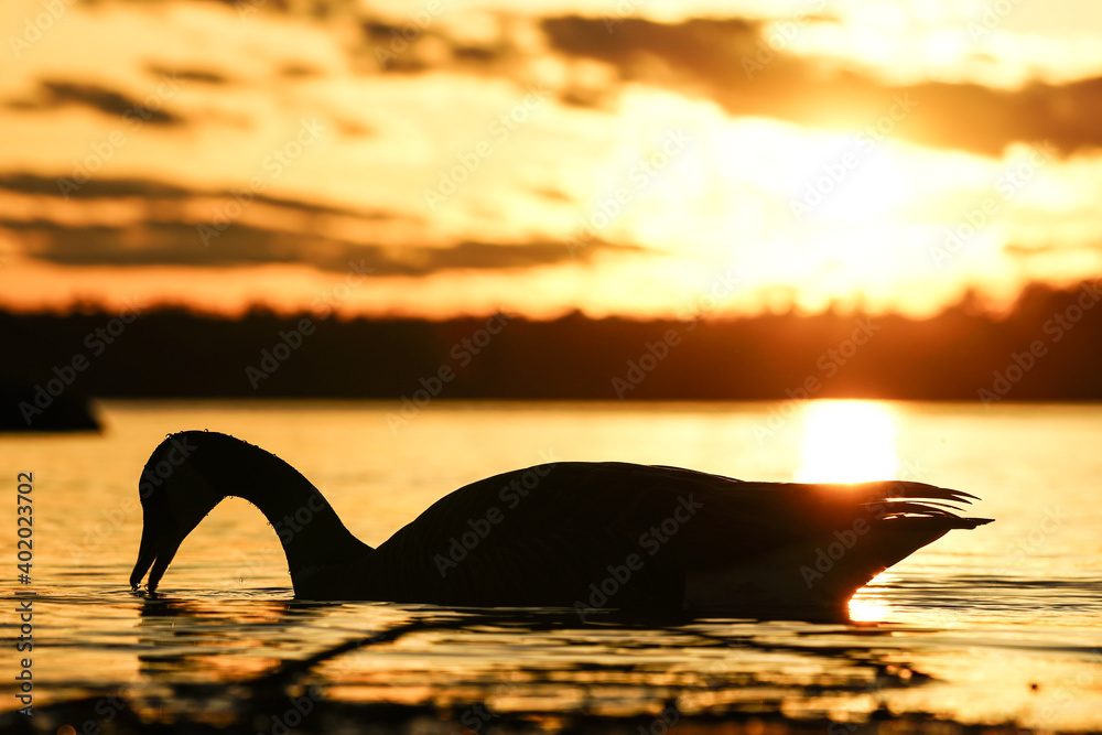 Fototapeta premium A Goose Floating On Water
