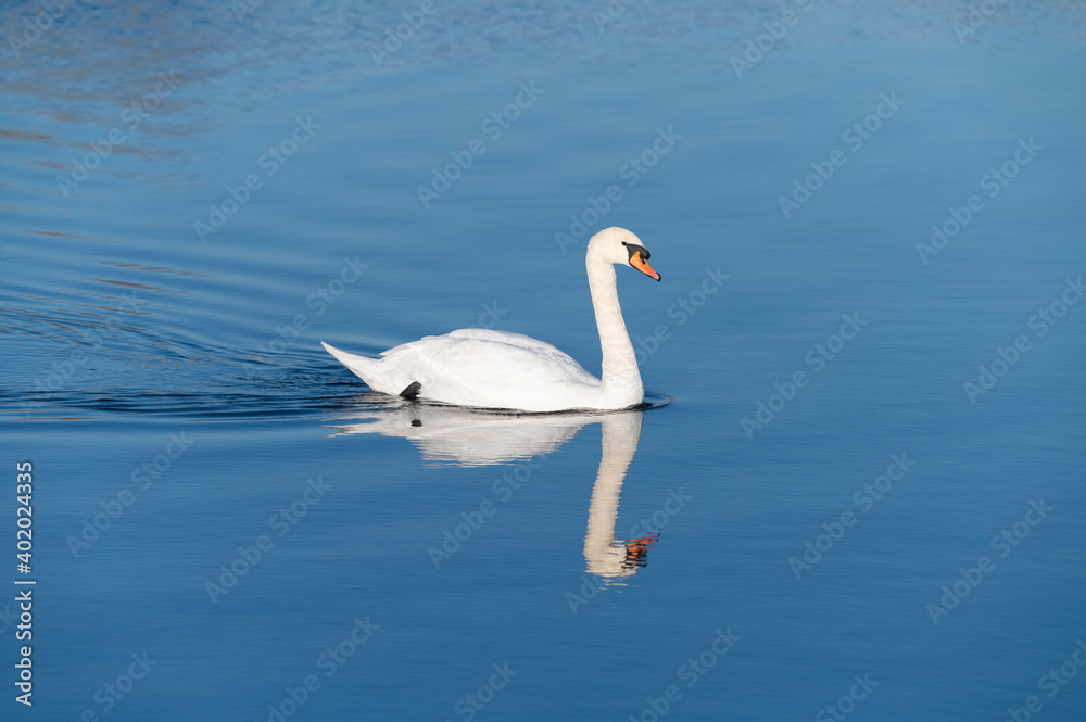 Single swan on the beautiful blue lake Single swan on the beautiful blue lake