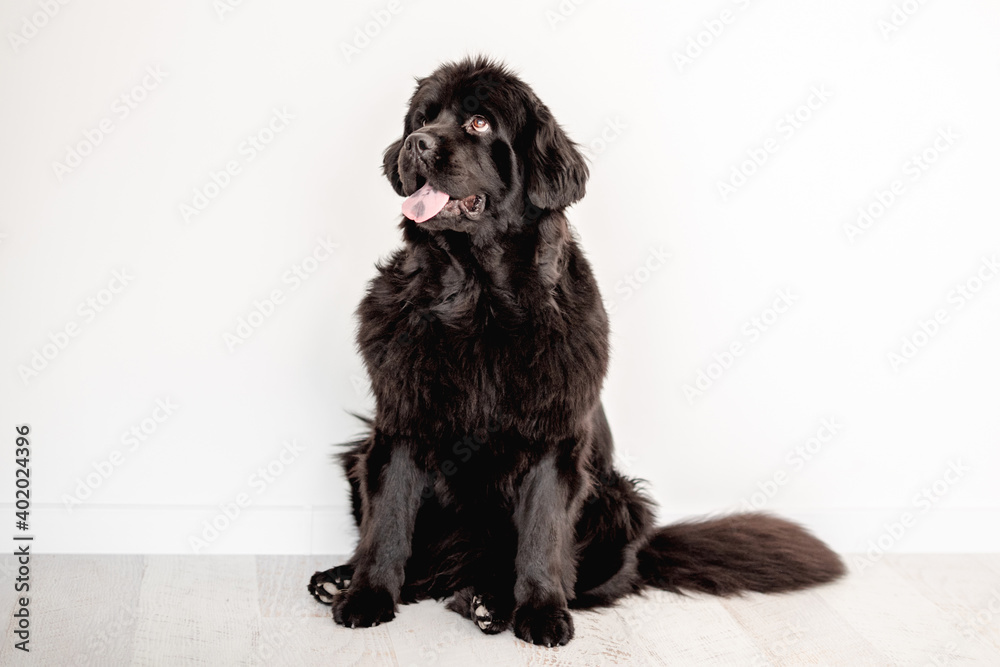 Mature newfoundland dog on white wall background Mature newfoundland dog on white wall background